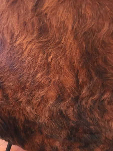 Pair of Italian Mid-Century Modern Club Chairs Covered in Cowhide